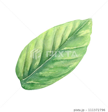 Leaf green tree grass watercolor drawing. Field spring plant twig herbal illustration. Olive cranberry round isolated white background. Pastry decoration bush. Aquarelle picture natural foliage crop Leaf green tree grass watercolor drawing. Field spring plant twig herbal illustration. Olive cranberry round isolated white background. Pastry decoration bush. Aquarelle picture natural foliage crop 111372796