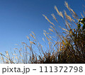 すすきと秋の晴天 111372798