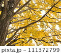 イチョウの木 111372799