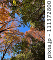 紅葉した樹木と秋冬の空 111372800