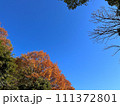 澄んだ秋冬の晴天と紅葉した木 111372801