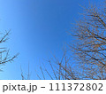 澄んだ秋冬の晴天と葉のない落葉樹 111372802