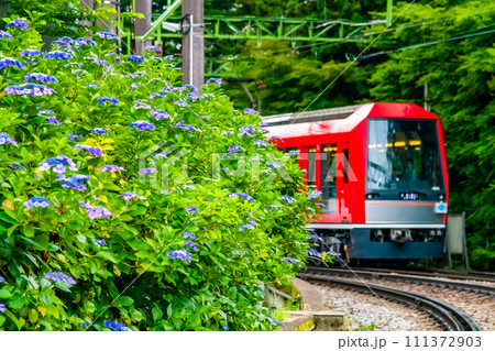 箱根登山鉄道　あじさい電車 （大平台付近） 111372903