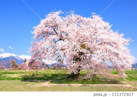 安曇野・須沼の一本桜 111372927