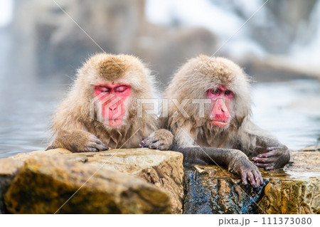 長野 地獄谷野猿公苑　温泉でくつろぐニホンザル 111373080