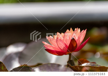 Pink lotus water lily flower in pond, waterlily with green leaves blooming 111373163