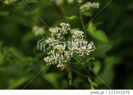 フジバカマ 111373279