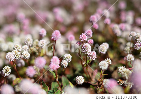 小さな花の花畑 小さな花の花畑 111373380