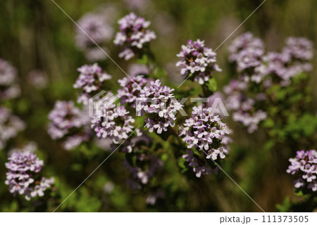 フレンチタイム 111373505