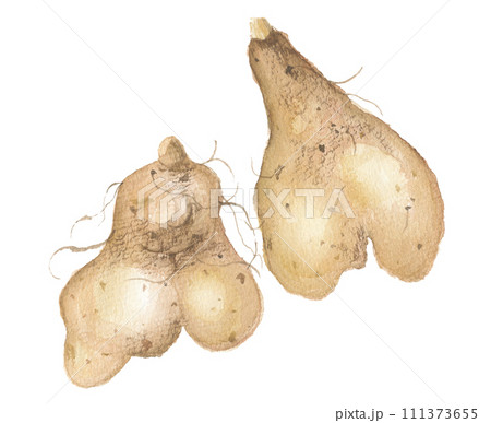 水彩で描いた銀杏芋 イチョウイモ 水彩で描いた銀杏芋 イチョウイモ 111373655