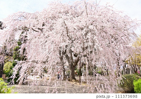 典厩寺名物の枝垂桜の大木 典厩寺名物の枝垂桜の大木 111373698