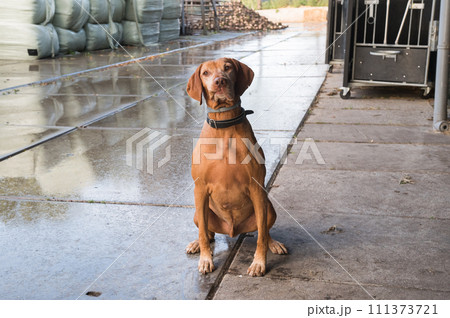 Vizsla Dog on Rainy Farm 111373721