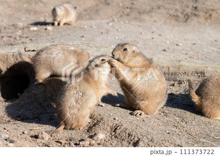 Prairie Dogs Kissing by Burrow 111373722