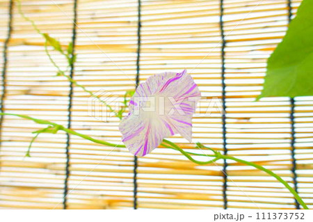 アサガオ 朝顔 あさがお アサガオ 朝顔 あさがお 111373752