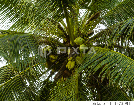 Coconut fruits grow on tree 111373991