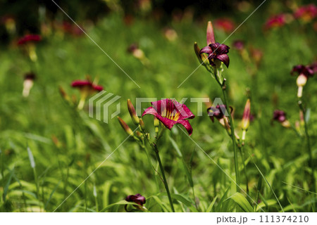 ヘメロカリス 111374210