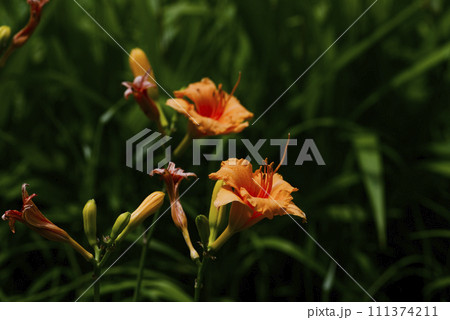 ヘメロカリス 111374211