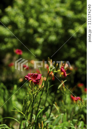 ヘメロカリス 111374240