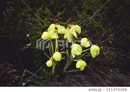 Yellow flowers blooming in high altitude mountains 111374260