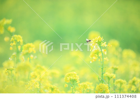 グリーン背景の菜の花 グリーン背景の菜の花 111374408