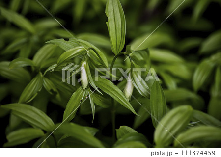 ホウチャクソウ 111374459