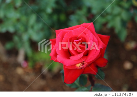 荒尾市　おもやい市民花壇　バラの花、 111374507