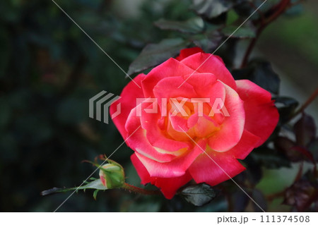 荒尾市　おもやい市民花壇　バラの花、 111374508