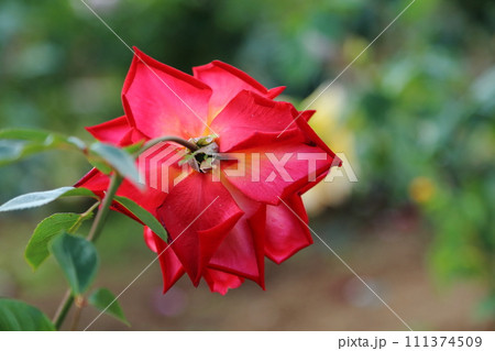 荒尾市　おもやい市民花壇　バラの花、 111374509