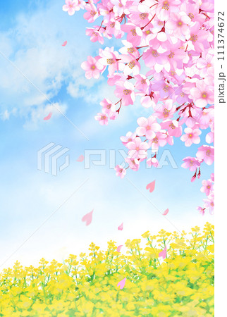 桜と菜の花畑　風景　縦長 111374672