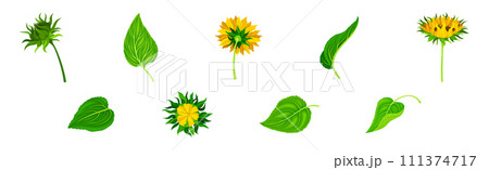 Sunflower Crop with Large Head with Seeds and Green Leaf Vector Set 111374717