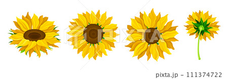 Sunflower Crop with Large Head with Seeds and Green Stem Vector Set 111374722