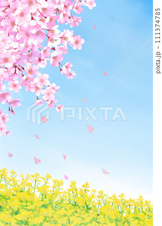 桜と菜の花畑　風景　縦長 111374785