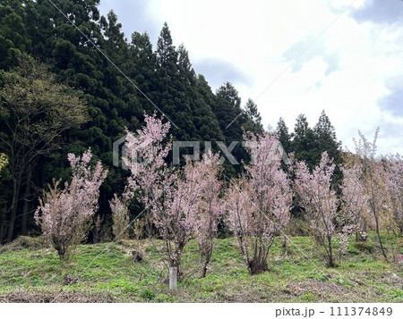 関山峠の桃の花 111374849
