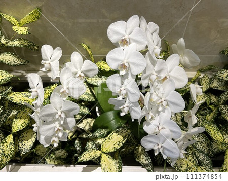 白い胡蝶蘭 111374854