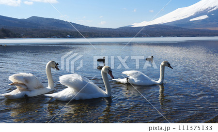 山中湖のコブハクチョウとカモの群れ 山中湖のコブハクチョウとカモの群れ 111375133