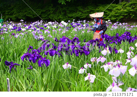 14万株の菖蒲と千株の紫陽花が咲く横須賀しょうぶ園 14万株の菖蒲と千株の紫陽花が咲く横須賀しょうぶ園 111375171