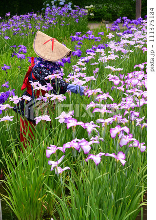 14万株の菖蒲と千株の紫陽花が咲く横須賀しょうぶ園 111375184