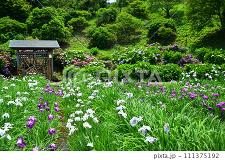 14万株の菖蒲と千株の紫陽花が咲く横須賀しょうぶ園 111375192