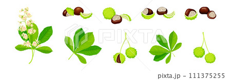 Horse Chestnut or Aesculus Hippocastanum with Green Shell and Brown Kernel Vector Set 111375255