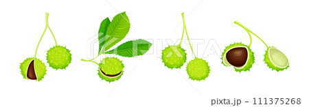 Horse Chestnut or Aesculus Hippocastanum with Green Shell and Brown Kernel Vector Set 111375268