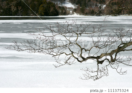 冬晴れの奥日光湯の湖。白い雪面が目に眩しい。穏やかな冬のひとときを過ごした。 111375324