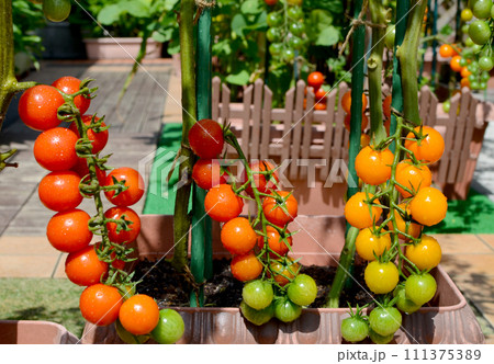 大豊作、大成功、大人気のミニトマト　新鮮カラフルトマト 111375389