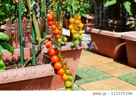 大豊作、大成功、大人気のミニトマト　新鮮カラフルトマト 111375396