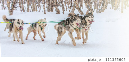 Kamchatka Sled Dog Racing Beringia, Russian Cup of Sled Dog Racing 111375605