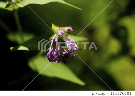 ママコナ ママコナ 111376201