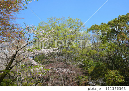 枡形山展望台から見る満開のソメイヨシノ 111376368