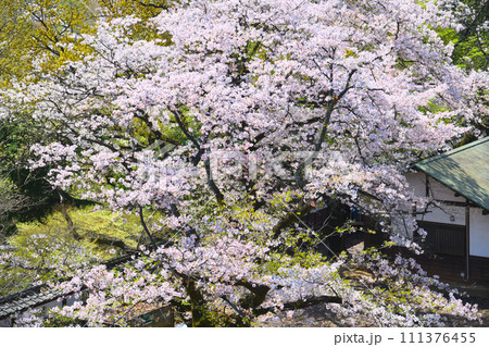 枡形山展望台から見る満開のソメイヨシノ 枡形山展望台から見る満開のソメイヨシノ 111376455