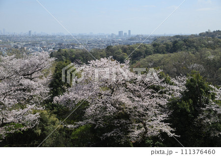 枡形山展望台から見る満開のソメイヨシノ 枡形山展望台から見る満開のソメイヨシノ 111376460