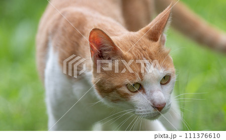 緑の中の猫　茶トラ白 111376610