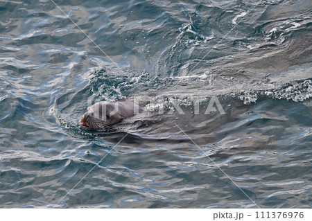 トド101（北海道） 111376976